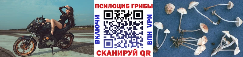 Галлюциногенные грибы Psilocybe  Малоархангельск 